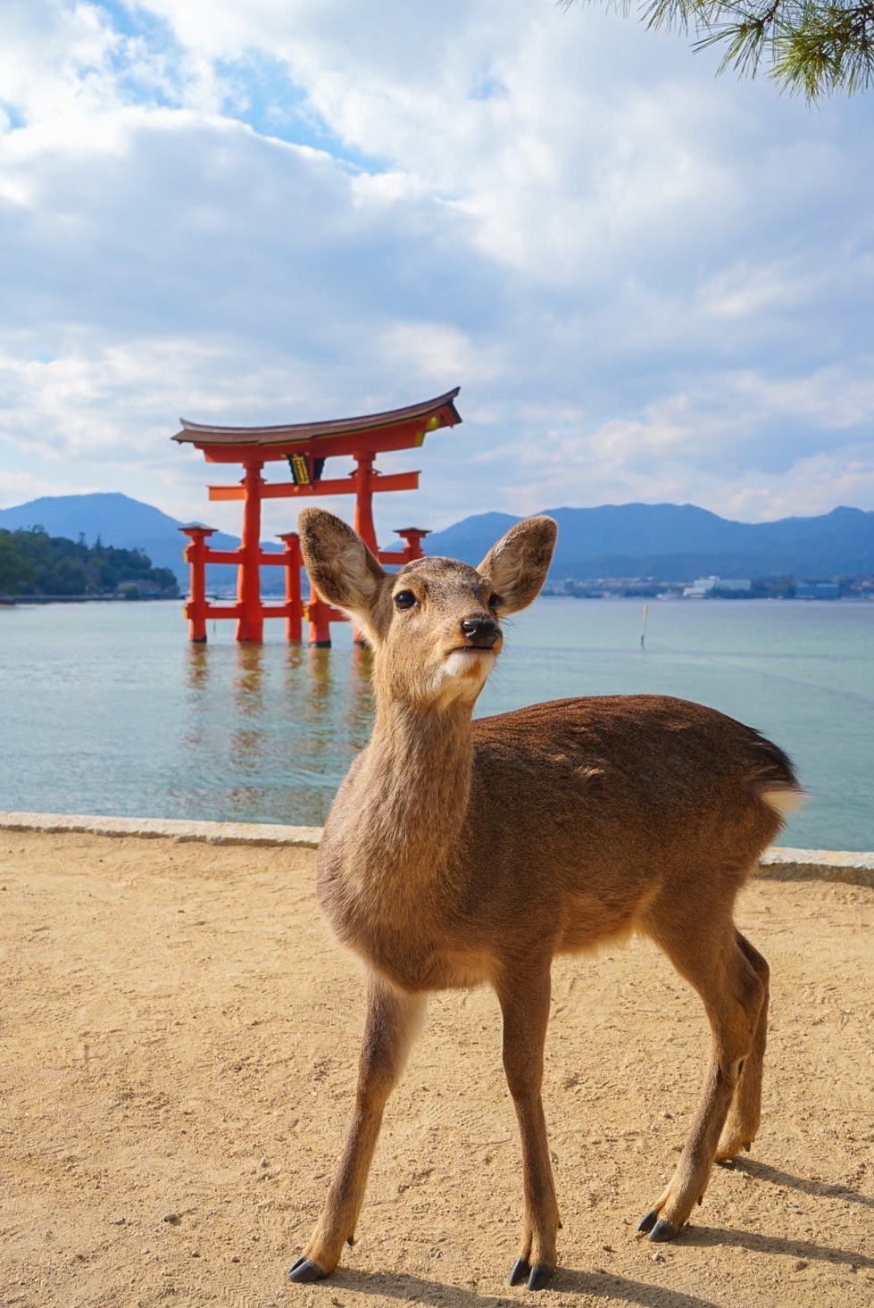 鳥居とシカ